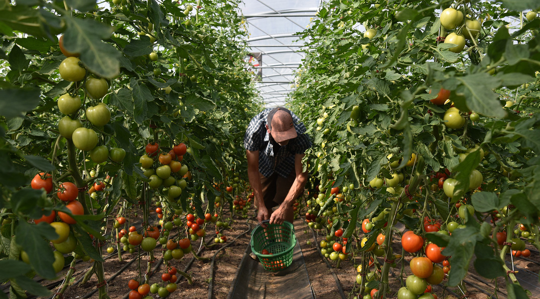 Ein Gärtner erntet Tomaten