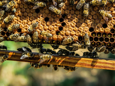 Eine Bienenwabe mit offenen und geschlossenen Zellen und vielen Bienen. Der Hintergrund ist unscharf.