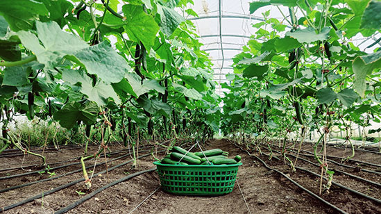 Gurken ernten in Haus 2