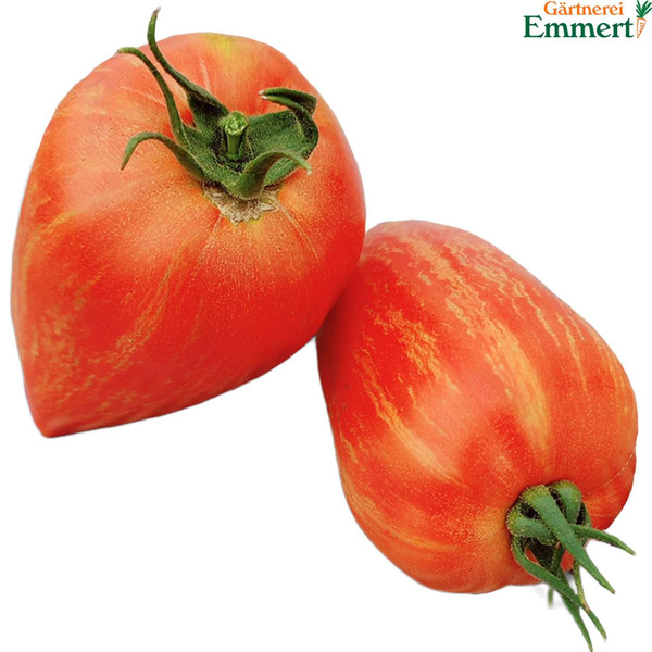 Produktfoto zu Tomate 'Marmorrossa'