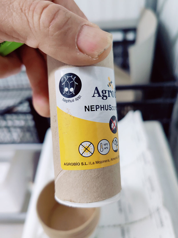 KI generiert: Das Bild zeigt eine Hand, die einen zylindrischen Kartonbehälter hält, auf dem ein Etikett mit der Aufschrift "Agrobío NEPHUScom" und verschiedenen Hinweisen zu Temperaturbedingungen zu sehen ist. Der Behälter scheint zur biologischen Schädlingsbekämpfung zu dienen.