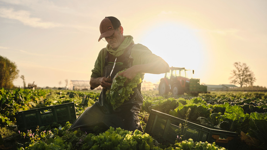 Ein Gärtner erntet an einem schönen Herbstmorgen Endiviensalate