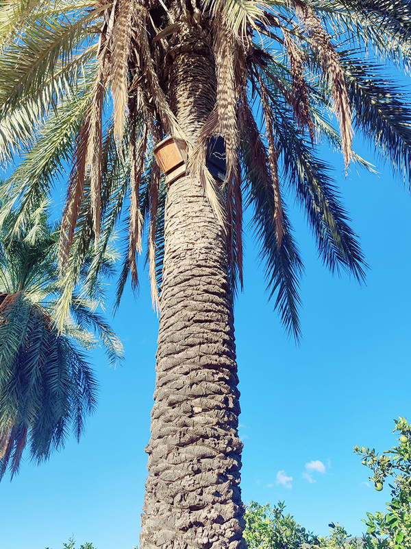 KI generiert: Das Bild zeigt eine große Palme mit einem angebrachten Nistkasten, der sich hoch am Baum befindet. Im Hintergrund ist ein klarer blauer Himmel zu sehen.