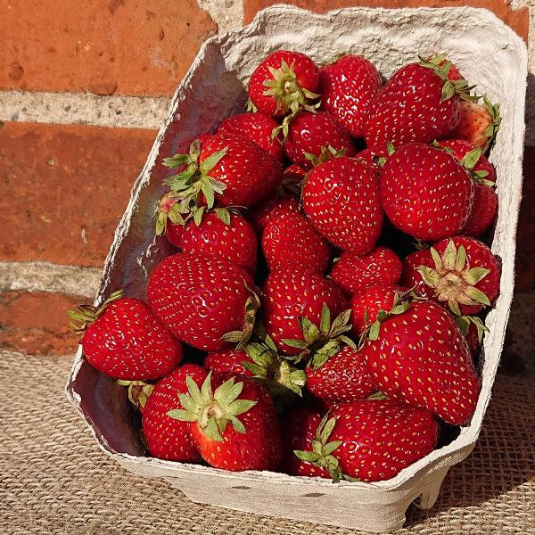 Produktfoto zu Erdbeeren 500 g Schale