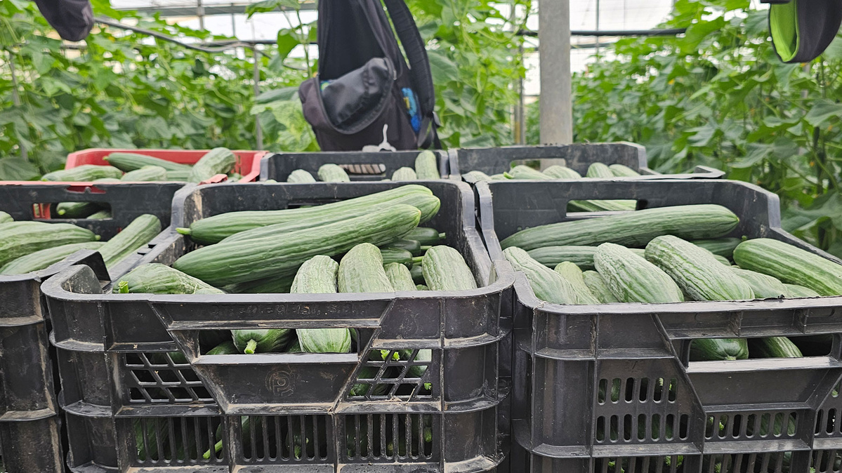 KI generiert: Das Bild zeigt mehrere schwarze Kisten voller geernteter Gurken in einem Gewächshaus. Im Hintergrund sind grüne Pflanzen zu sehen.