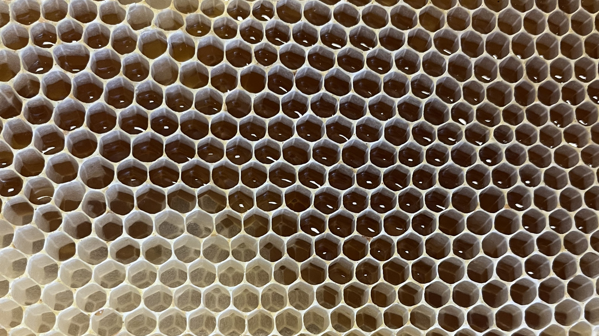 Bienenwabe gefüllt mit Honig