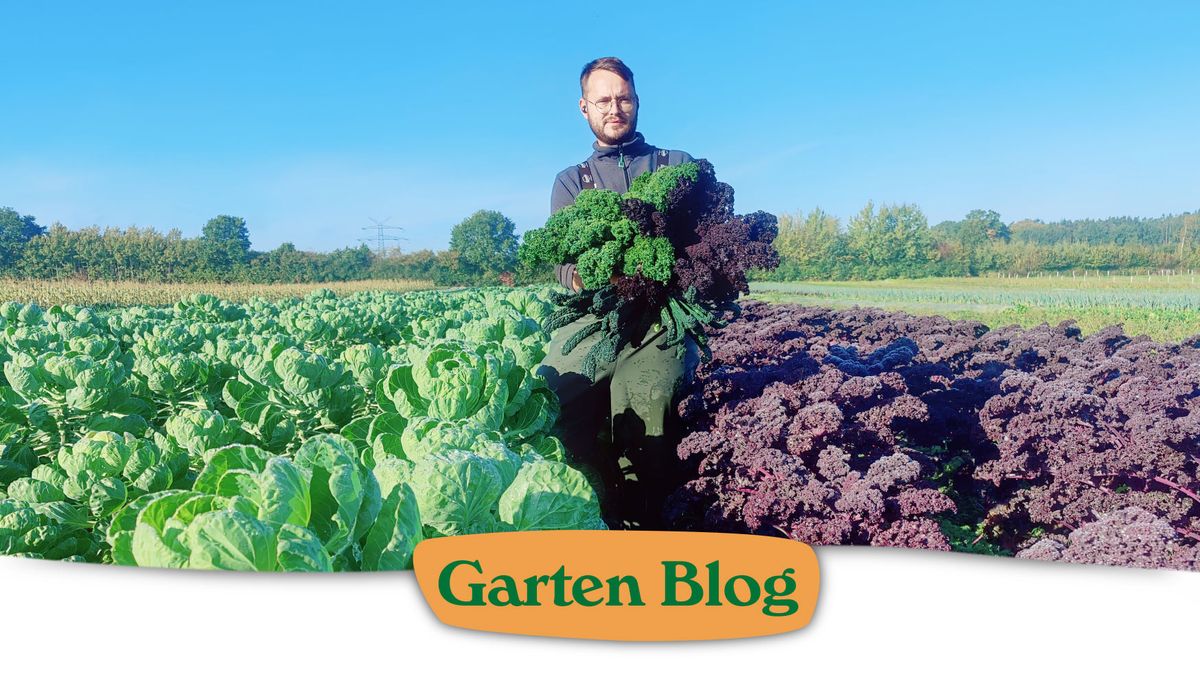 Garten Blog |ein junger Mann steht in einem Kohlfeld mit Grünkohl in den Händen