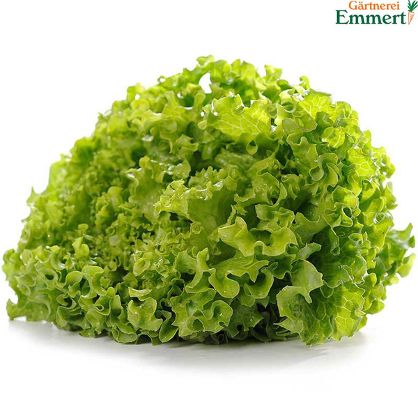 Produktfoto zu Bataviasalat grün