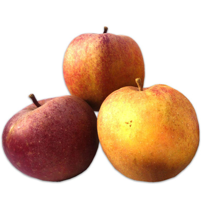 Produktfoto zu Apfel Boskoop