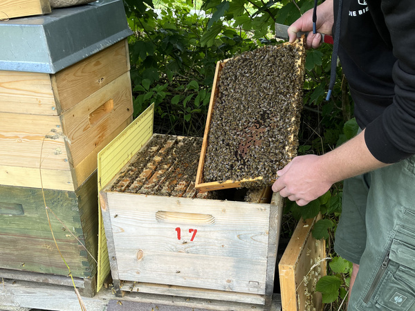 offener Bienenstock mit Brutraumrähmchen voller Bienen
