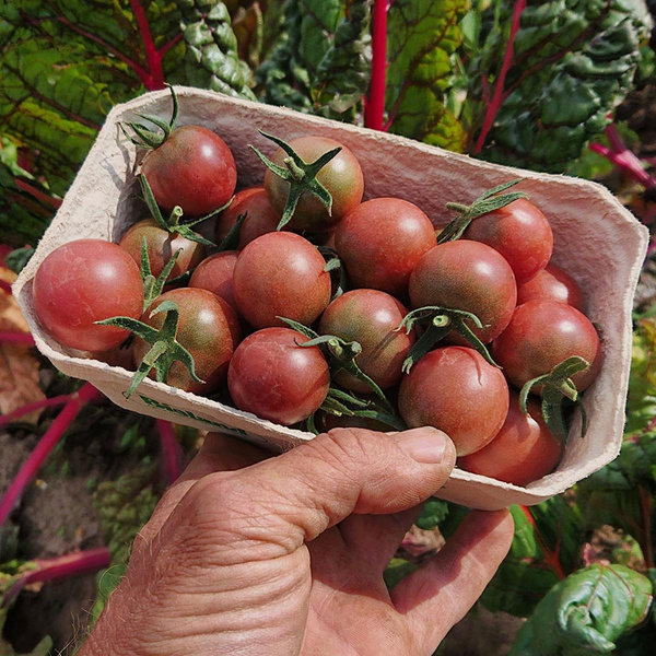 Produktfoto zu Cherrytomate, "Black Cherry"  250 g Schale