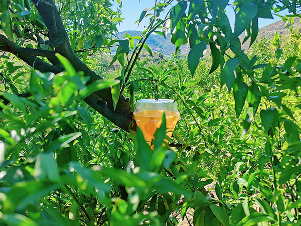 KI generiert: Das Bild zeigt ein Glas mit orangefarbenem Inhalt, das in einem Baum zwischen grünen Blättern platziert ist. Im Hintergrund sind Hügel oder Berge zu sehen.