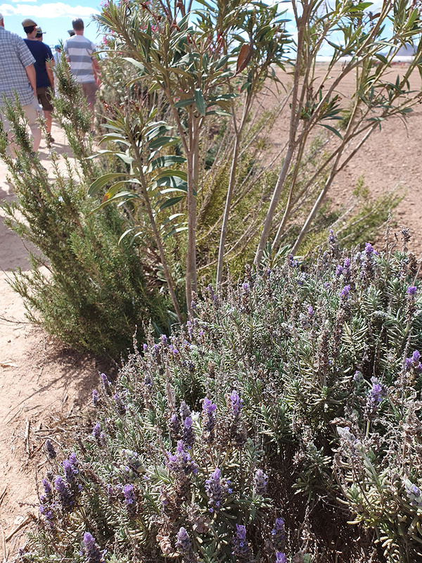 KI generiert: Im Vordergrund des Bildes sind blühende Lavendelsträucher zu sehen, während im Hintergrund mehrere Personen auf einem Weg entlang eines trockenen Feldes spazieren. Der Fokus liegt auf der Pflanzenwelt und der Spaziergangsszene.
