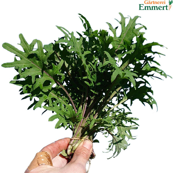 Produktfoto zu Baby Kale " Red Russian"