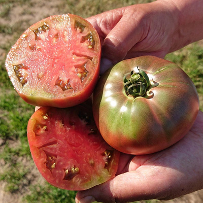 Produktfoto zu Fleischtomate