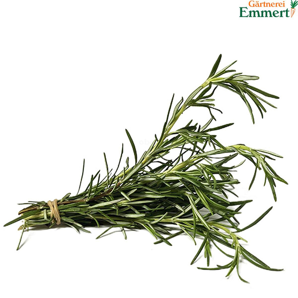 Produktfoto zu Rosmarin