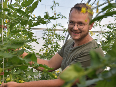 Ein Mann erntet Tomaten in einem Gewächshaus, umgeben von grünen Pflanzen.
