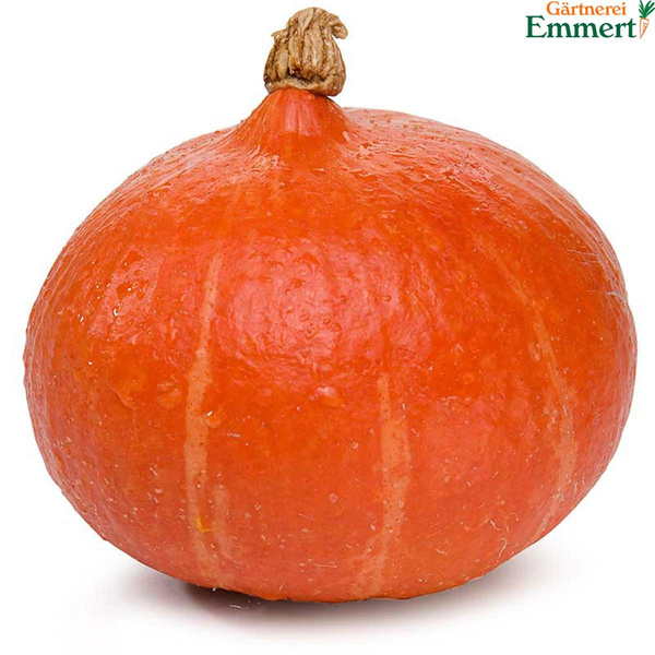 Produktfoto zu Kürbis Hokkaido