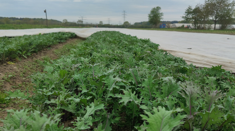 Baby Kale "Red Russian" in unserem Gartenarten 