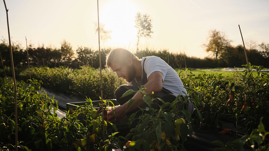 Ein Gärtner erntet Paprika im Garten