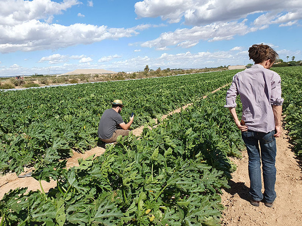 KI generiert: Das Bild zeigt zwei Personen in einem großen Gemüsefeld, die das Pflanzenwachstum beobachten und prüfen. Der Himmel ist teils bewölkt und der Hintergrund zeigt eine ländliche Landschaft.