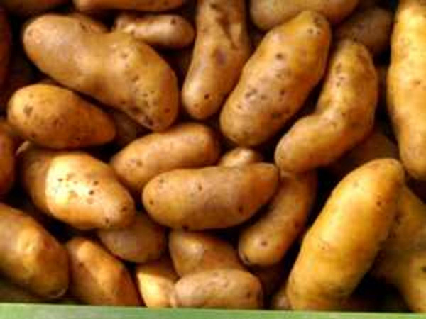 Produktfoto zu Kartoffeln Linda