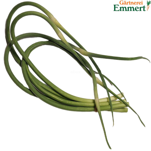 Produktfoto zu Knoblauchknospen frisch, 50 g Bund