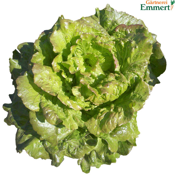 Produktfoto zu Bataviasalat rot