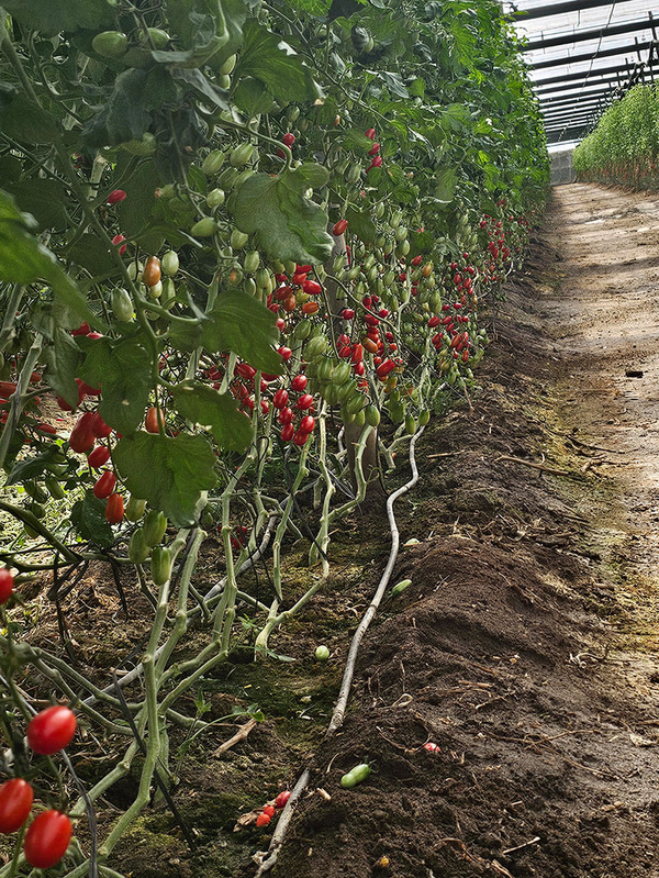 KI generiert: Das Bild zeigt Reihen von Tomatenpflanzen in einem Gewächshaus, die mit roten und grünen Tomaten behangen sind. Ein Bewässerungsschlauch verläuft entlang der Erde zwischen den Pflanzenreihen.