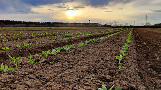 Dicke Bohnen pflanzen am 17. März
