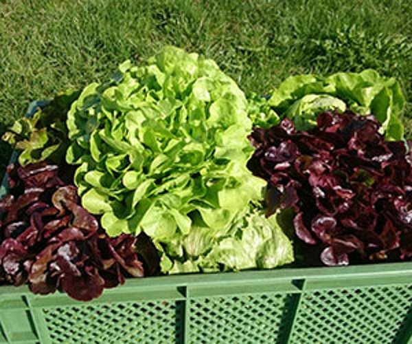 Produktfoto zu Salat