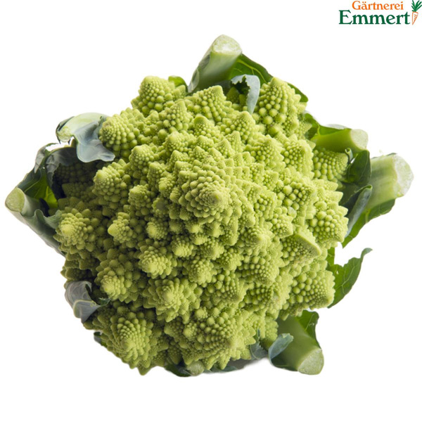 Produktfoto zu Romanesco