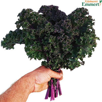 Produktfoto zu Kale