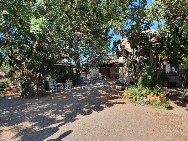 KI generiert: Das Bild zeigt einen gemütlichen Garten mit großen Bäumen und mehreren Sitzgelegenheiten aus Metall. Im Hintergrund ist ein Gebäude zu erkennen, das von Pflanzen umgeben ist.