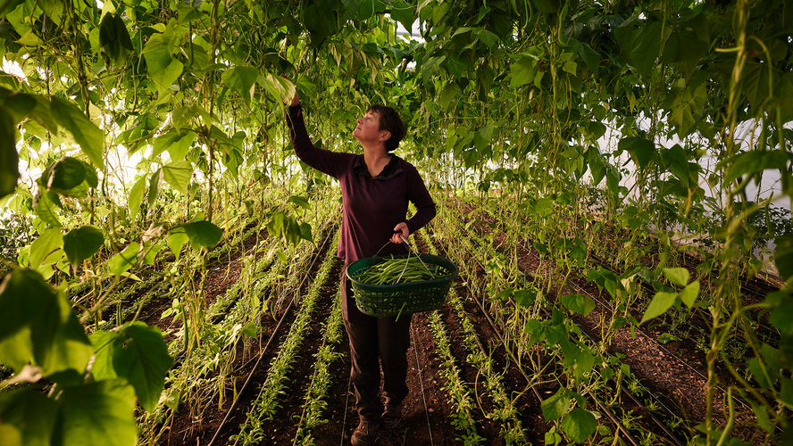 Eine Gärtnerin erntet Stangenbohnen im Gewächshaus