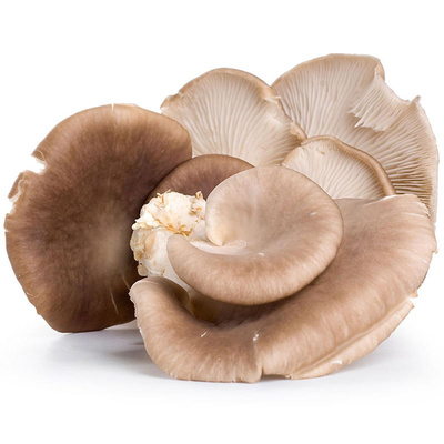 Produktfoto zu Austern - Seitling