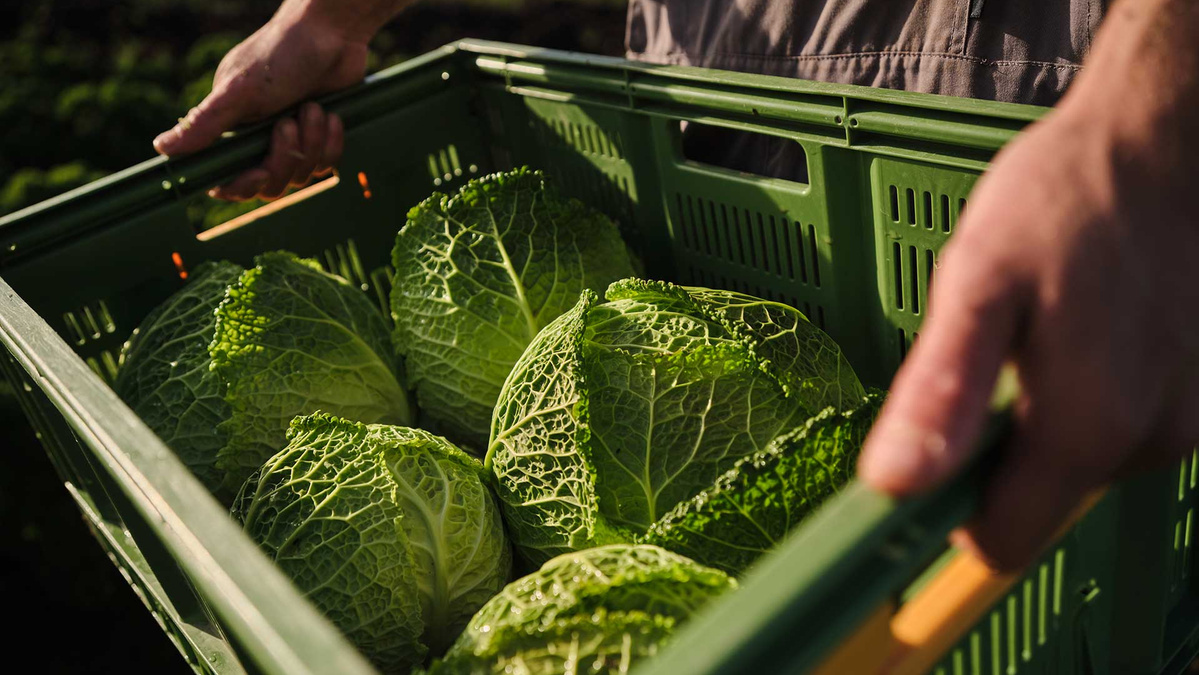 Eine Person hält eine grüne Kiste voller frischer Wirsingköpfe.
