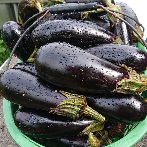 Produktfoto zu Aubergine