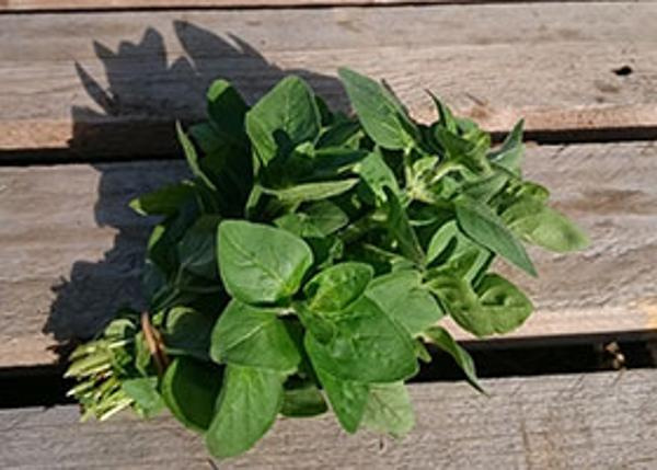 Produktfoto zu Oregano