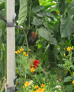 KI generiert: Das Bild zeigt Paprikapflanzen, die mit gelben Blüten in einem Garten umgeben sind. Im Vordergrund sind orangefarbene Blüten zu sehen.