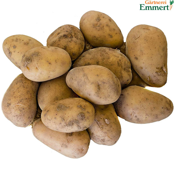 Produktfoto zu Kartoffeln "Belana" festk 2,5 Kg