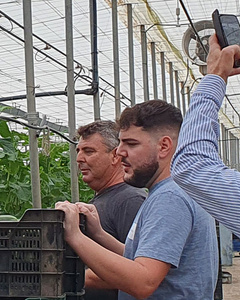 KI generiert: Das Bild zeigt drei Personen in einem Gewächshaus, die um gestapelte Kisten herumstehen. Eine Person macht Fotos, während die anderen beiden bei der Arbeit mit den Kisten beschäftigt sind.