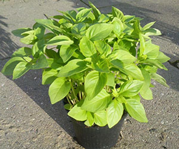 Produktfoto zu Zitronenbasilikum im Topf