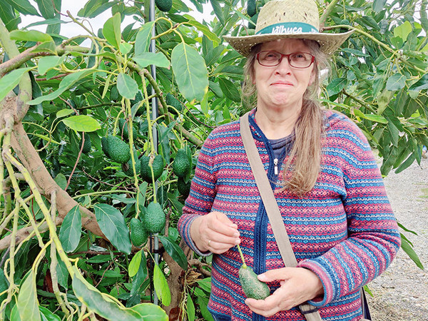 KI generiert: Eine Frau steht neben einem Avocadobaum und hält eine reife Avocado in der Hand. Der Hauptinhalt des Bildes ist die Darstellung der Avocadoernte.