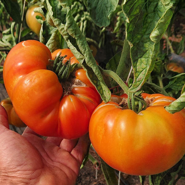 Produktfoto zu Fleischtomate "Ananas"