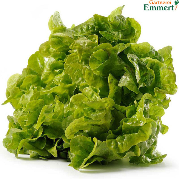 Produktfoto zu Eichblattsalat grün