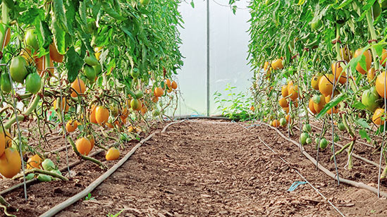 Tomaten der Sorte 'Orange Banana' in Haus 3