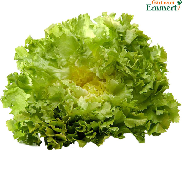 Produktfoto zu Endivien