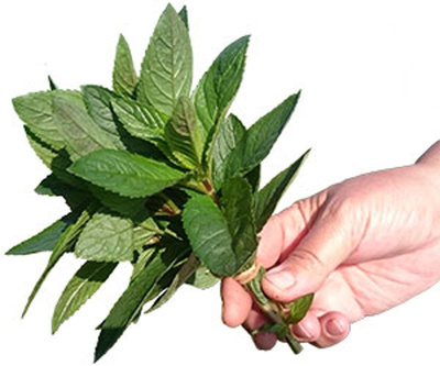 Produktfoto zu Spearmint