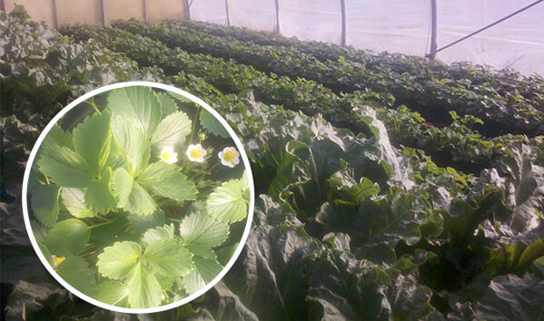 Erdbeer- und Rharbarberplfanzen im Folientunnel